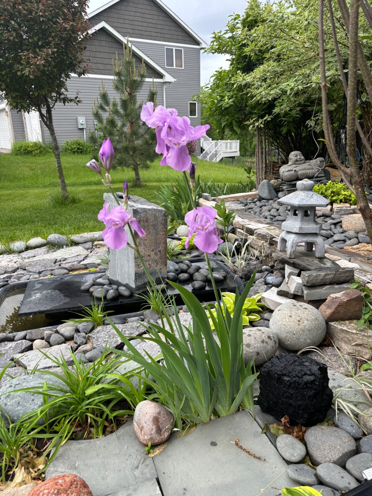 3 Bearded Iris “Poshy Purple” White Yellow Root Rhizome Bulb Live Plant Flower