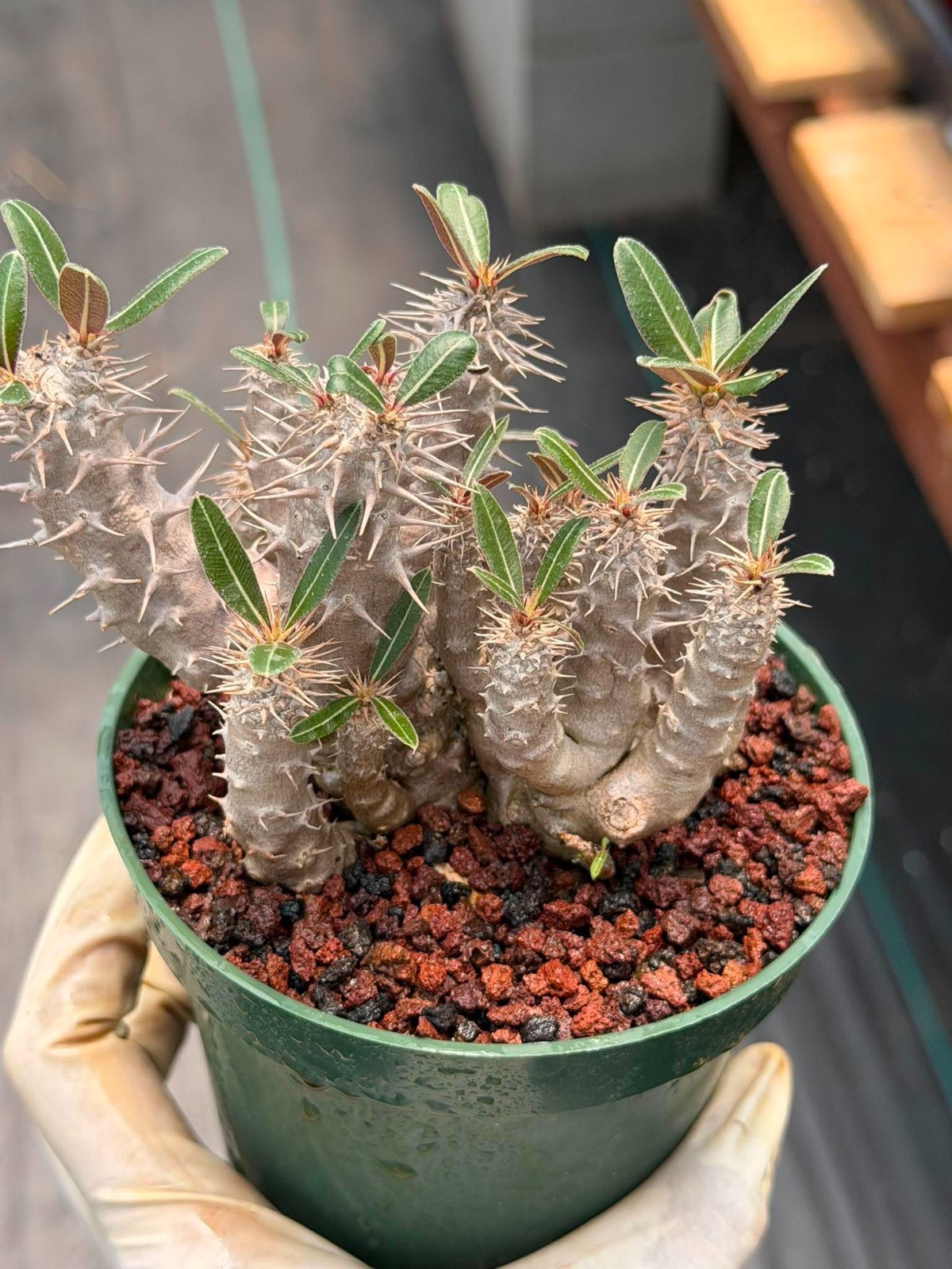 Pachypodium Rosulatum – Rare Succulent Caudex Plant – Live Collectors Specimen