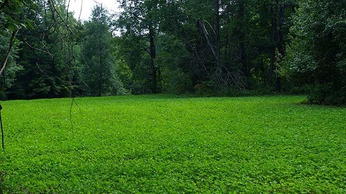 10 LBS WHITE LADINO CLOVER SEED FOR FOOD PLOT COATED AND INOCULATED FRESH SEED
