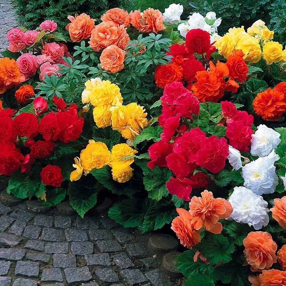 Begonia Flower Bulb Mix