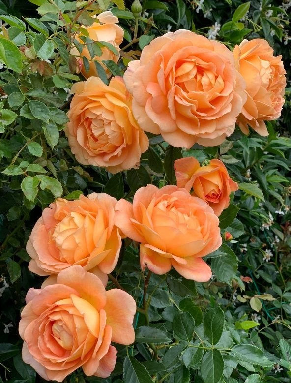 Lady Of Shalott Rose, Climbing Rose, Live Plant