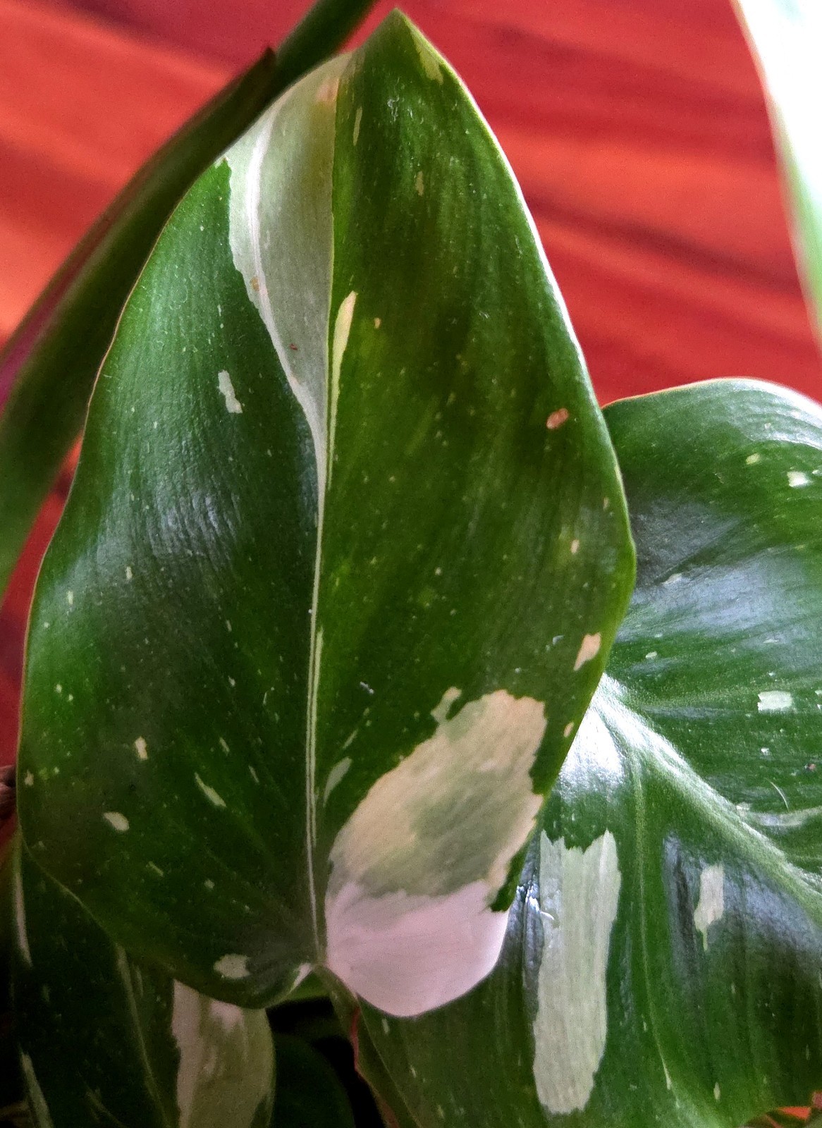Rare Philodendron White Princess Tricolor 25″ Tall w/ Pups Not Aroid Anthurium