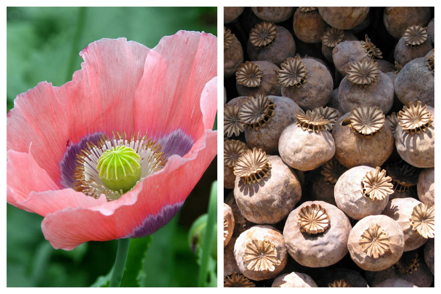 1,000 The Giant – Giganteum P. Somniferum Poppy Seeds -HUGE Pink&Purple Blooms!