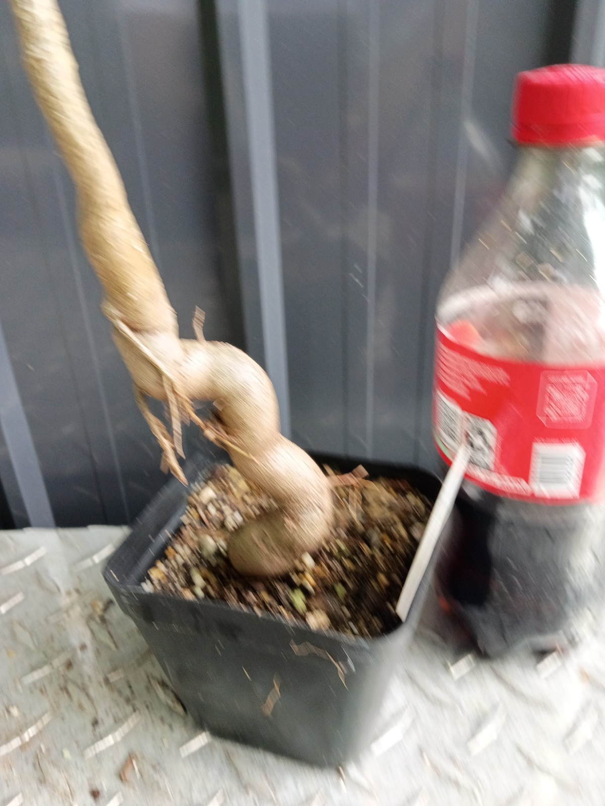 baobab grandidier fully rooted potted plants (15 to 20) inches or more nice