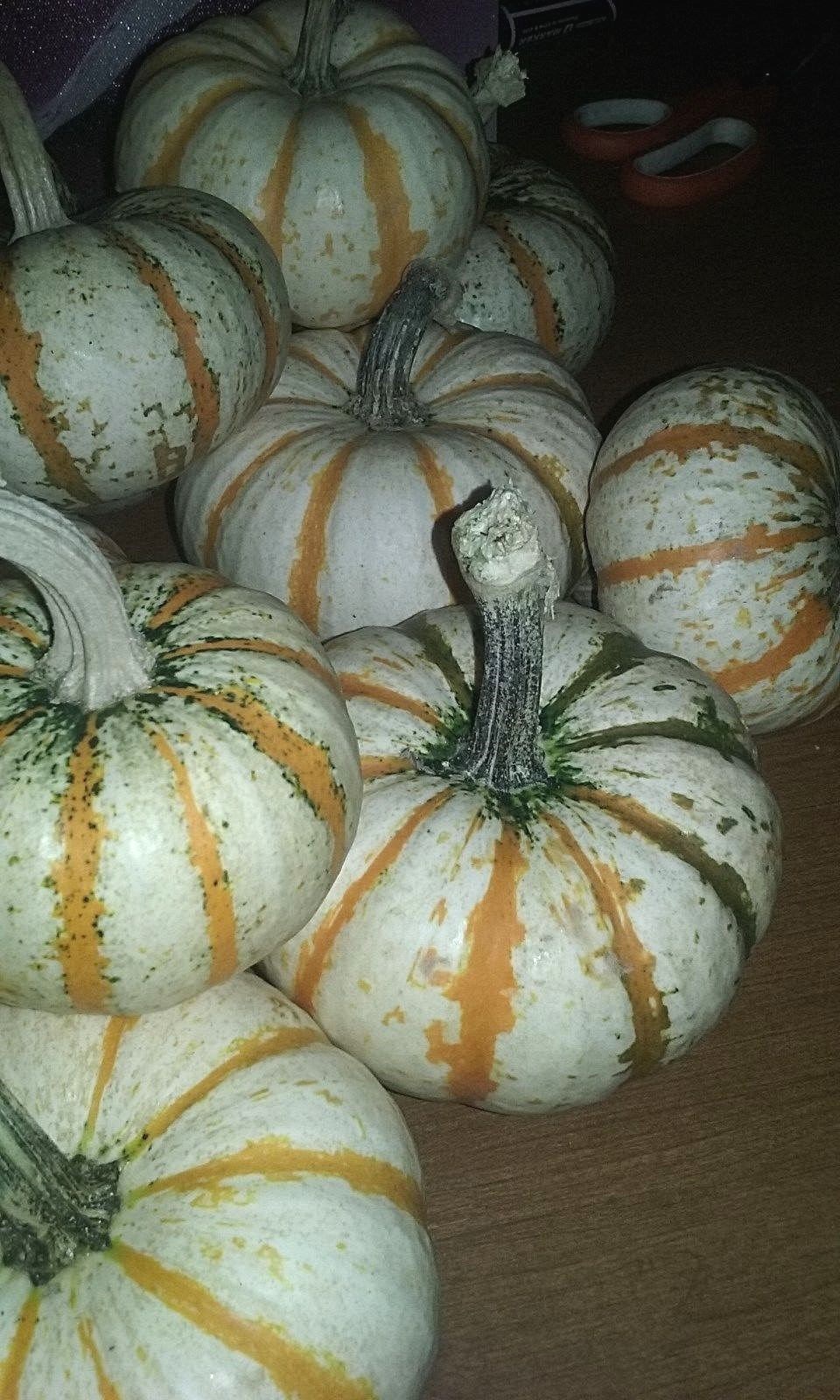 Pump-ke-mons Pumpkin Seeds- COMB. S/H- SEE MY STORE