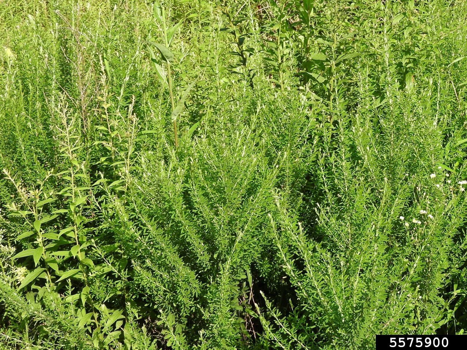 Sericea Lespedeza (UnHulled)