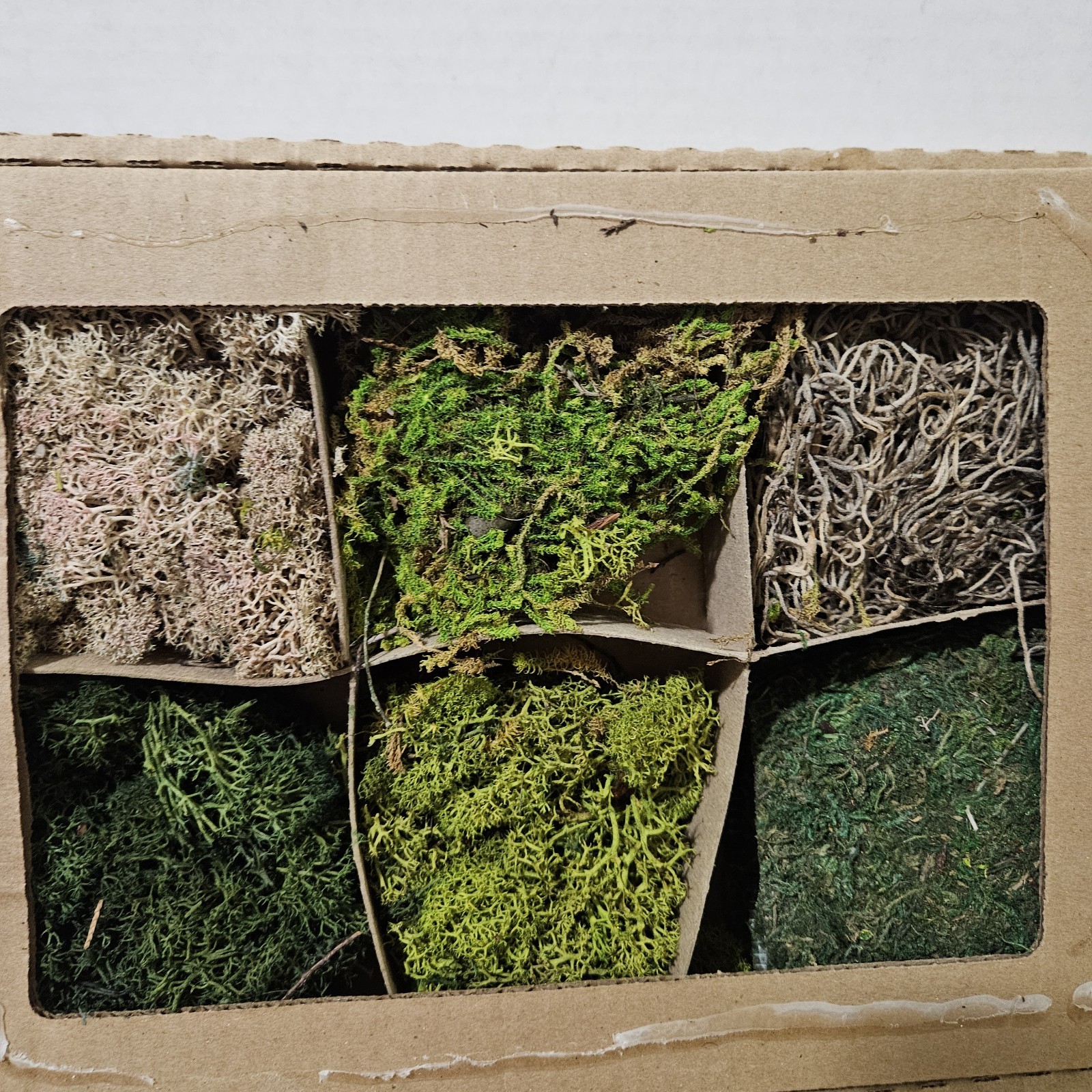 6 Types Natural Moss Crafting DIY Floral Flower Arranging