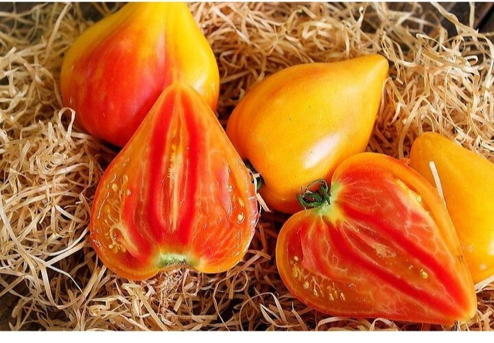 240+ Orange Oxheart Tomato Seeds – Heirloom – Organic – NON GMO – FRESH — RARE