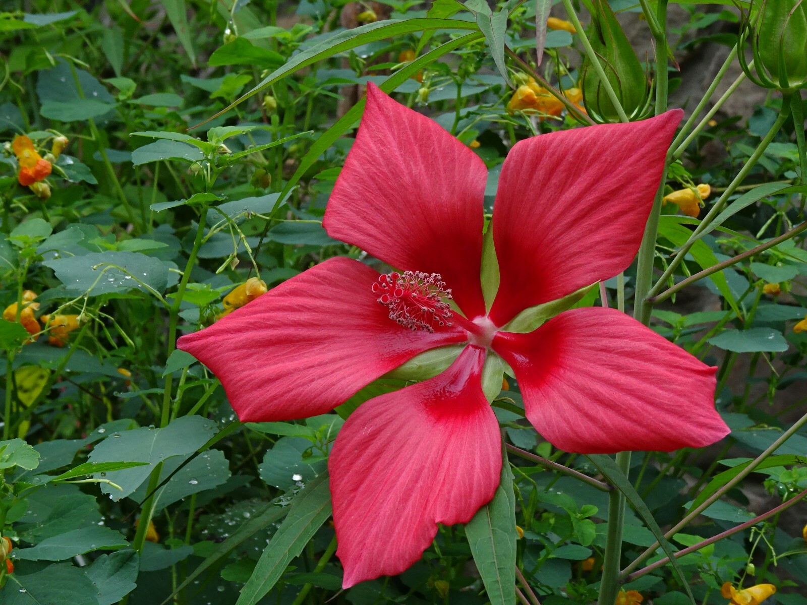 Texas Star Hibiscus Rose Mallow H. coccineus Native Perennial 30 seeds 2024