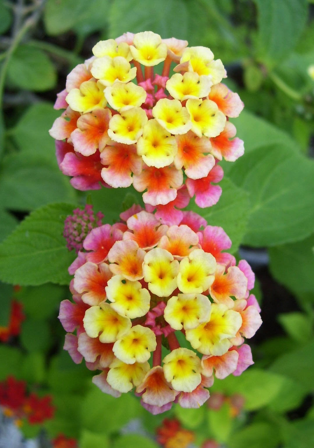 Lantana ‘Confetti’ Blooms all Summer!
