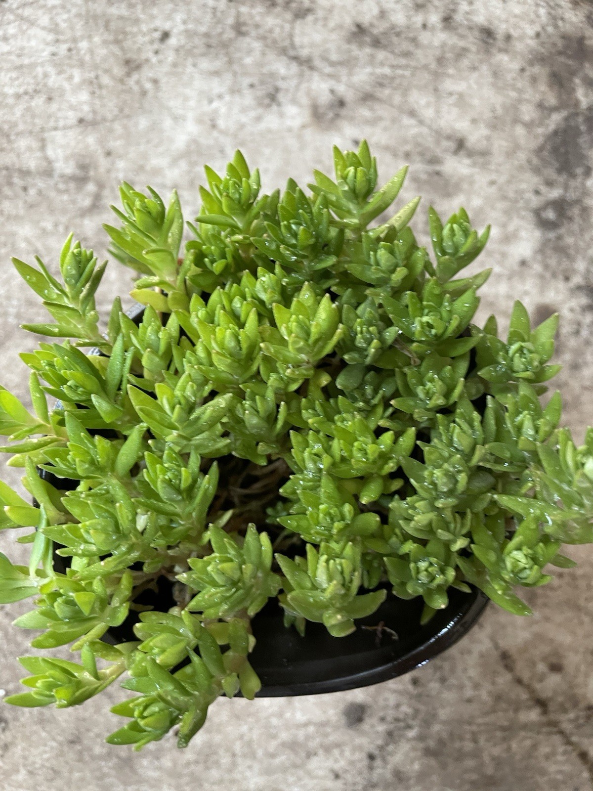 1 Well Rooted Stringy Stonecrop, Sedum Sarmentosum, Kuab Nplais Dib in Hmong