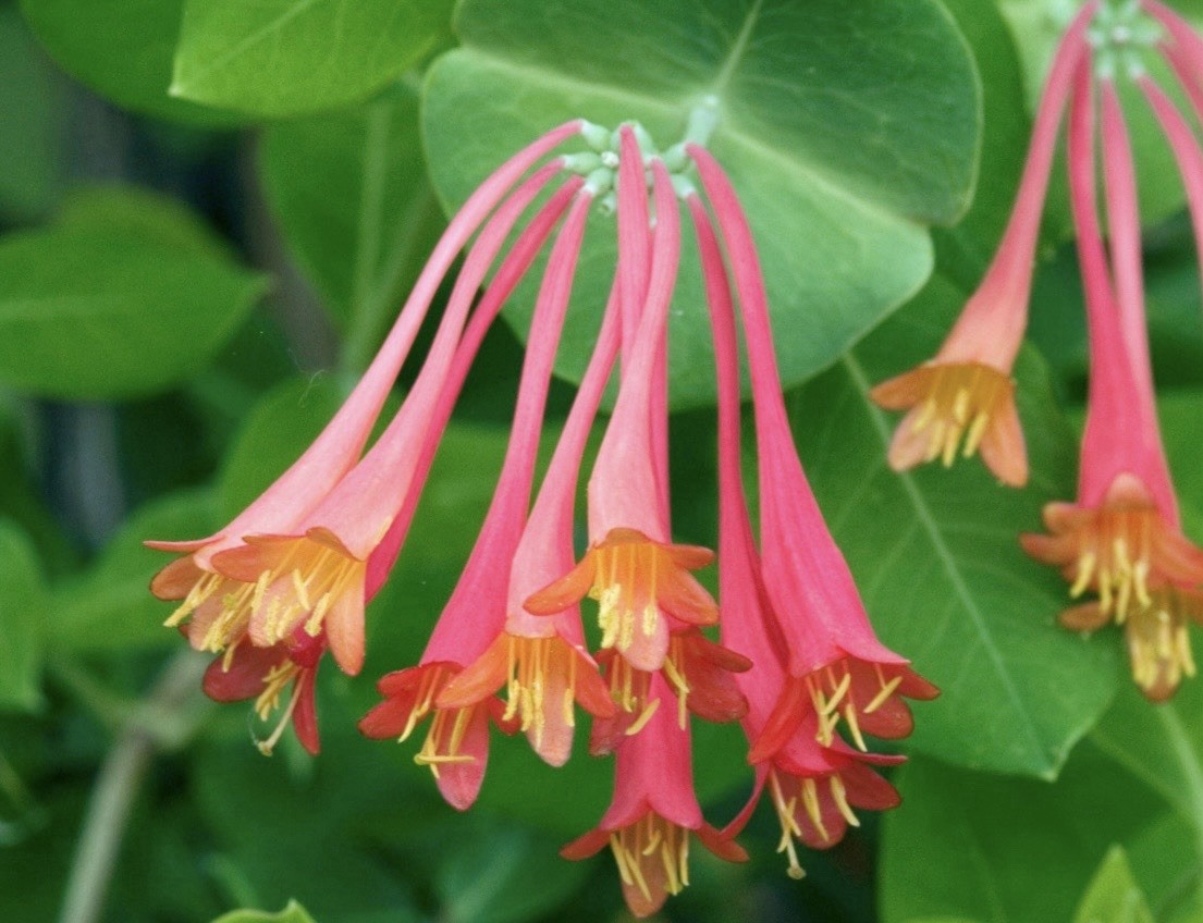 Coral honeysuckle 6-12 Inch Live Plant (Lonicera Sempervirens) Ships Bare Root