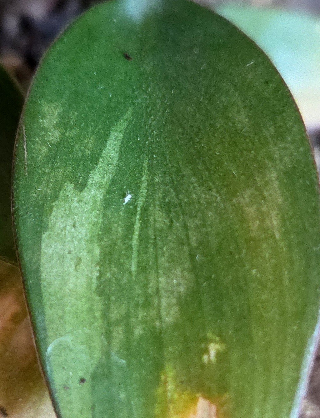 Rare Philodendron Variegated Black Cardinal 18″ Tall W/ Pups Aroid Not Monstera