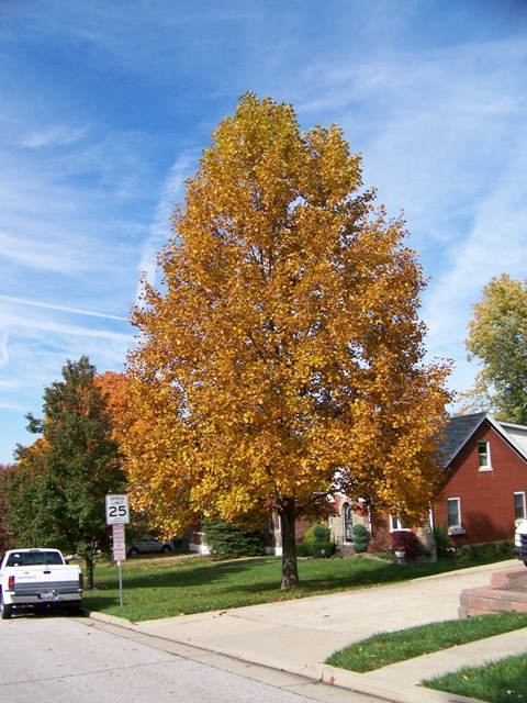 Tulip Tree, Liriodendron tulipifera, Tree Seeds