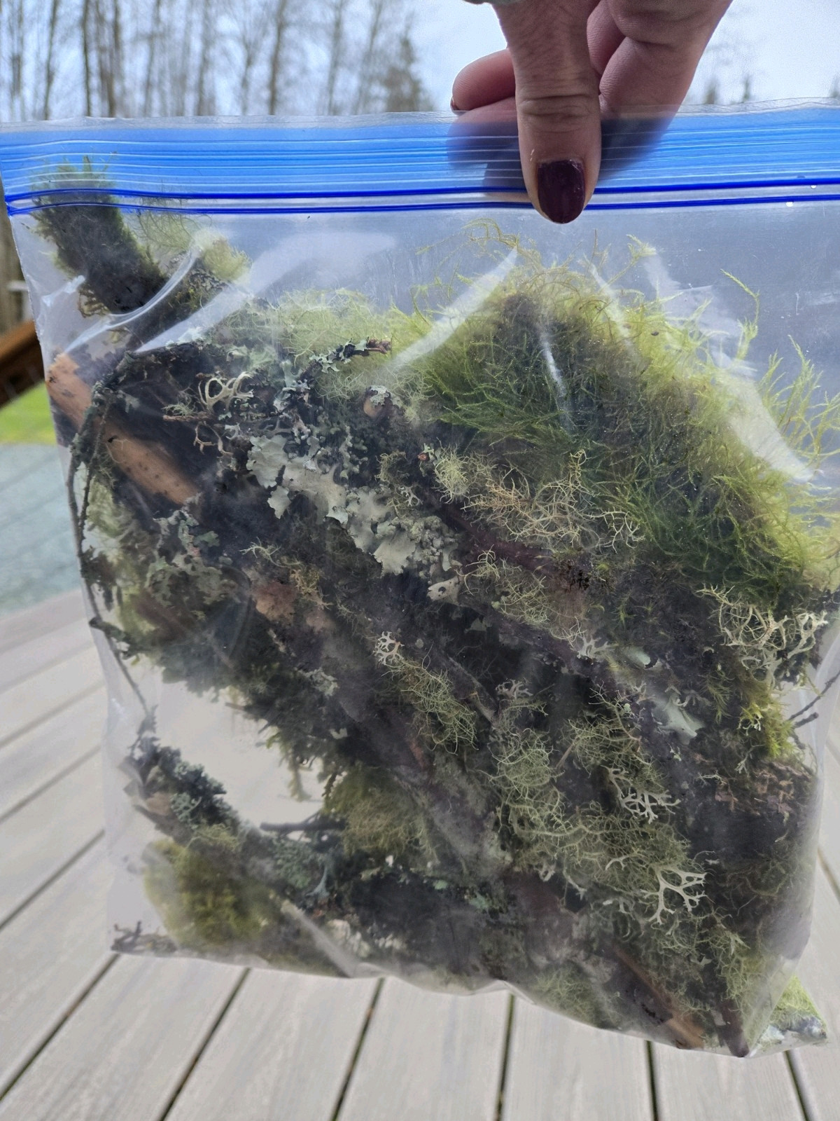 Live Moss & Lichen Sticks,Bark Pieces,Twigs~Fairy Garden,Terrarium,Isopods