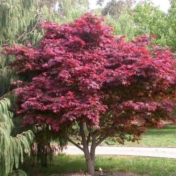 Emperor 1 Red Japanese Maple Tree – Live Plant – ( 2.5 QT )