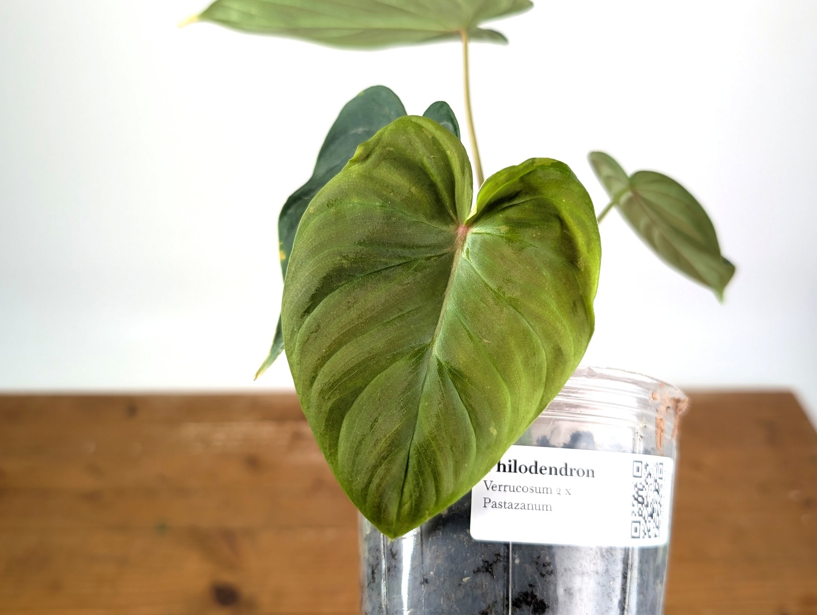 Philodendron Verrucosum 2 x Pastazanum