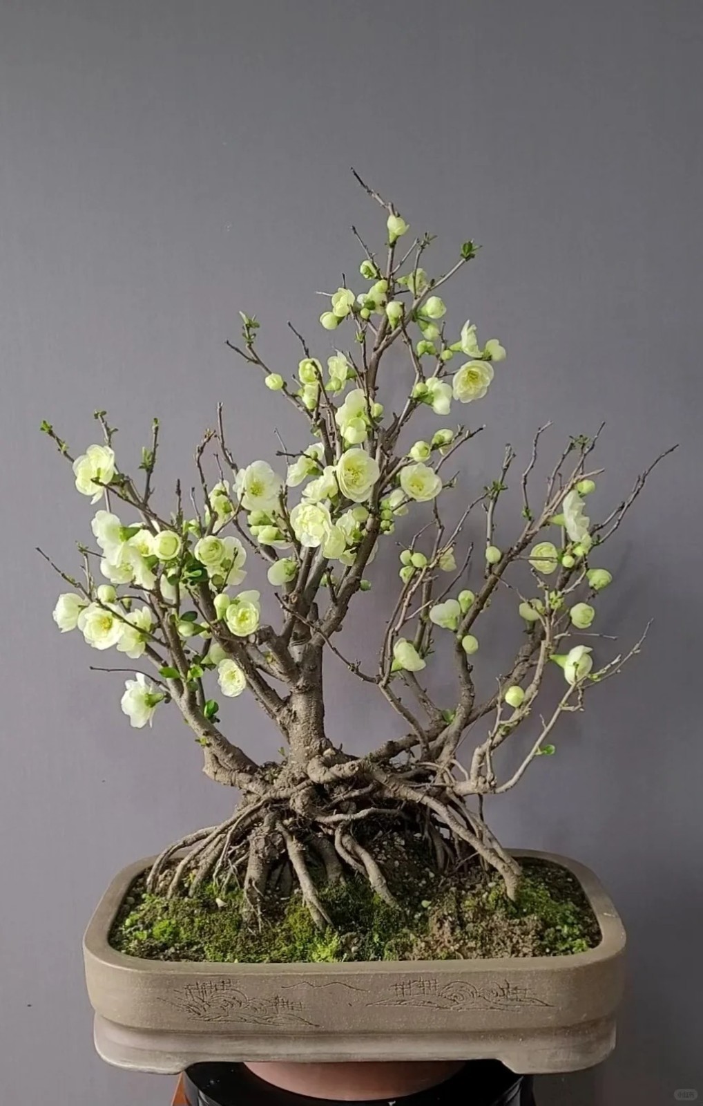 Japanese Flowering Quince ‘Emerald Begonia’ Live Plant 2 Gal Chaenomeles Bonsai