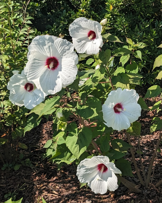 WHITE HIBISCUS MOSCHEUTOS (SWAMP ROSE-MALLOW) 20 SEEDS ( FRESH 2023 CROP)