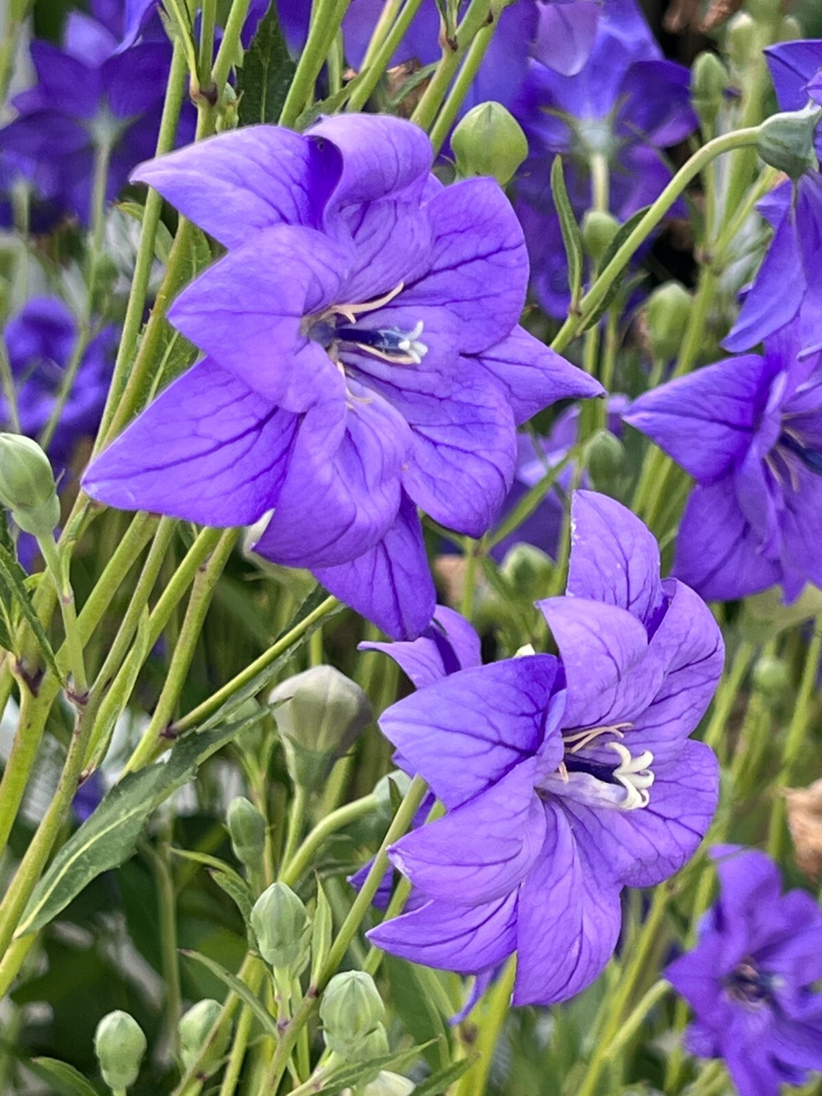 Double Tall Balloon Flower Platycoden Seeds – Non/GMO / Heirloom – Shipping