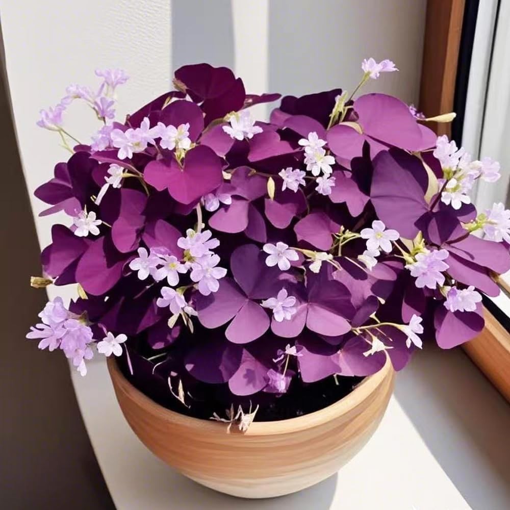 12+ Purple Oxalis Triangularis Bulb Flowers for Planting Indoors or