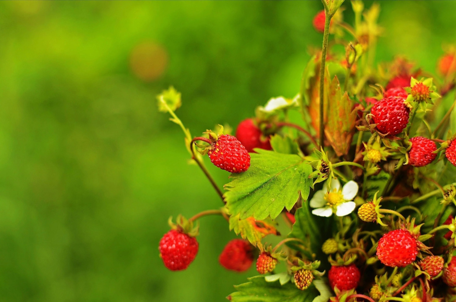 50 ALEXANDRIA STRAWBERRY Everbearing Alpine Fragaria Vesca Red Berry Fruit Seeds