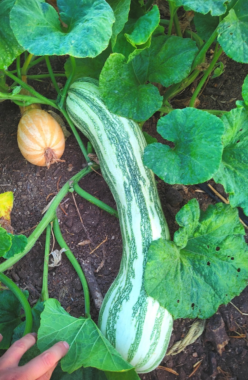 Organic Mexican Long Striped Squash 20 Seeds- Calabaza Mexicana, 20 Semillas