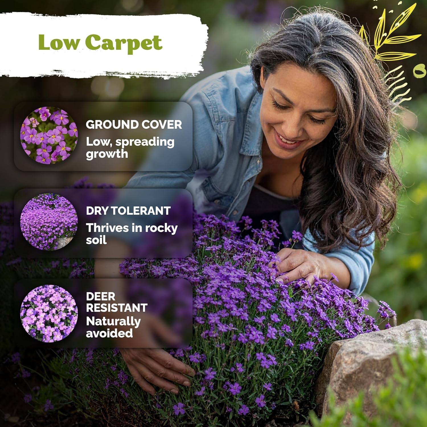 Deer Resistant Purple Rock Cress Seeds – 1,000 Aubrieta for Sunny Gardens