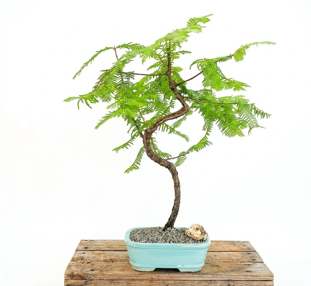 Live 16 Yr Old Dawn Redwood Bonsai Tree Metasequoia Glyptostroboides 23″H Specim