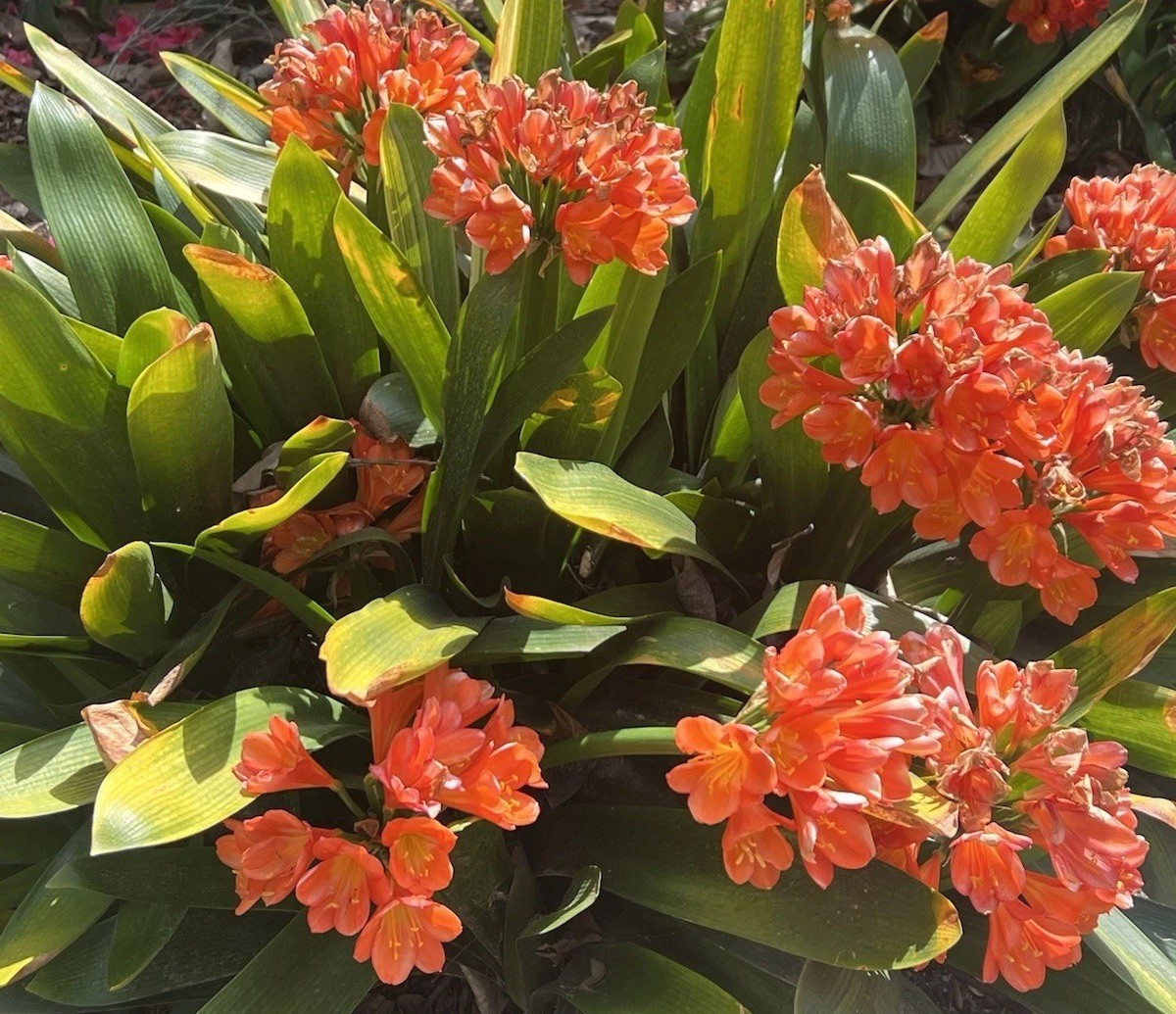 1 Clivia Miniata Bush Lily Orange Flower Bare Root No Pot