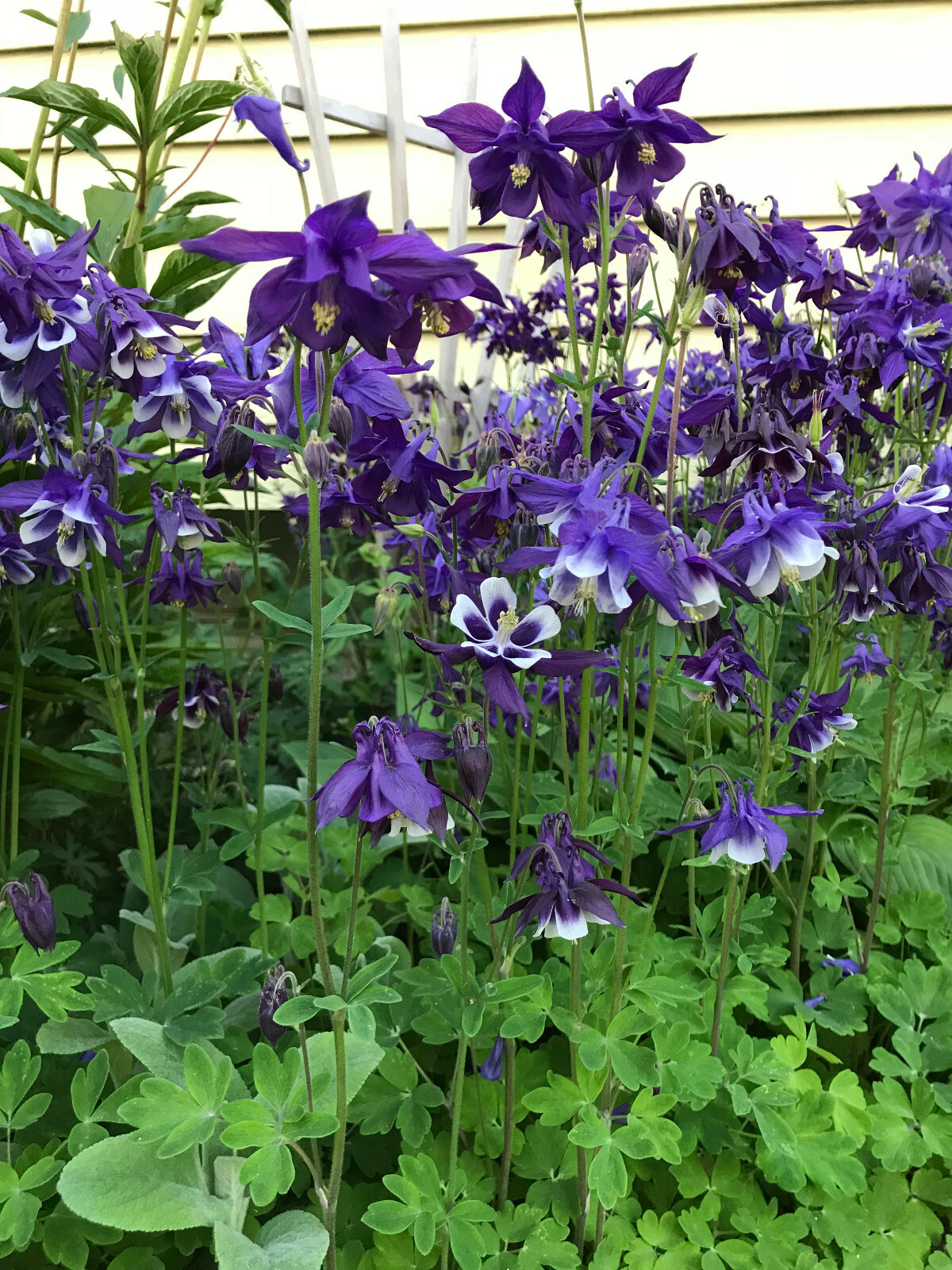 1 lb of Seeds Aquilegia Vulgaris Purple Blue Crimson Black Columbines 2021 Bulk