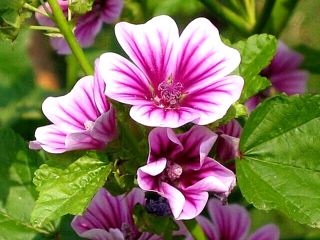 ZEBRA MALLOW 100 SEEDS, WHITE, ZEBRA STRIPED FLOWERS, HARDY, MALVA SYLVESTRIS