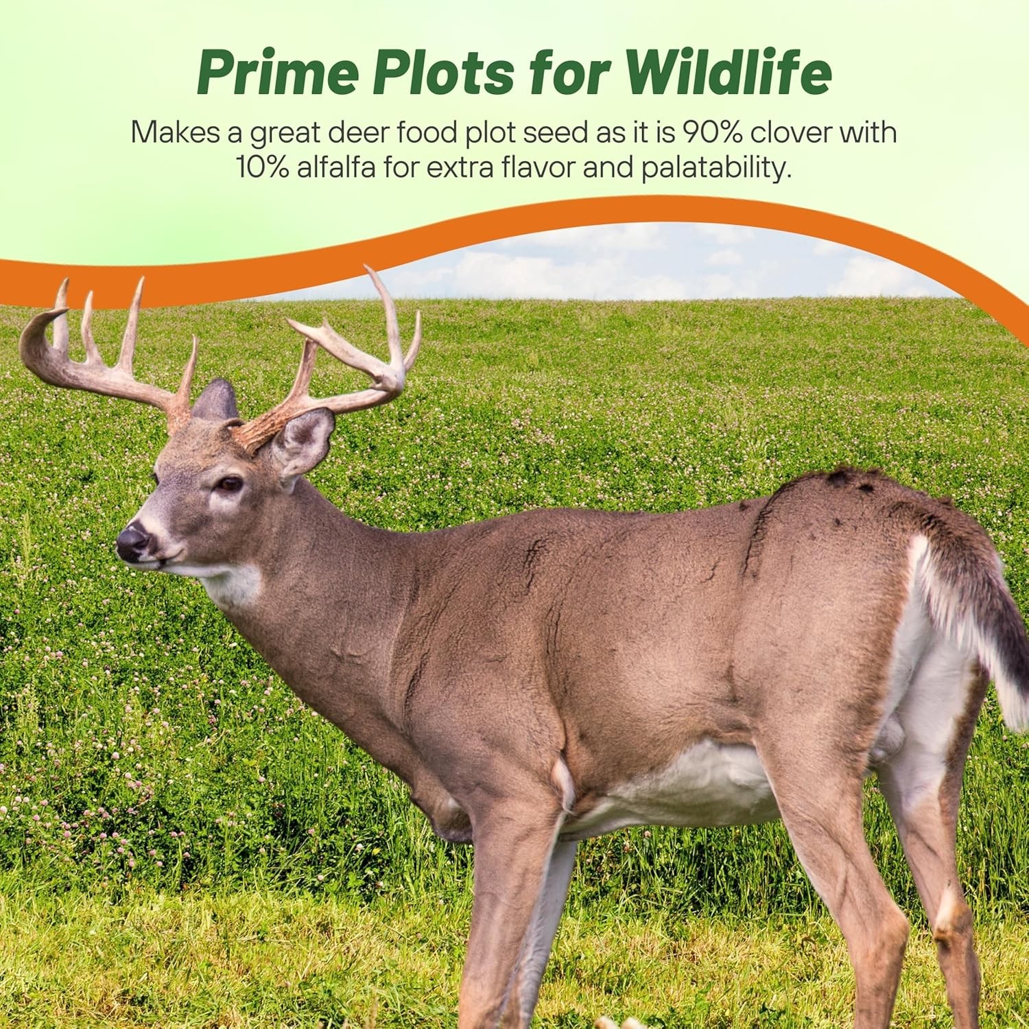 10 LBS – Inoculated White Clover King Deer Food Plot Seed For Planting –