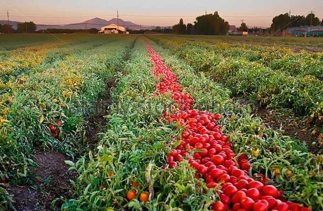 Hank tomato seeds RARE non-gmo heirloom open pollinated MINI BEEFSTEAK