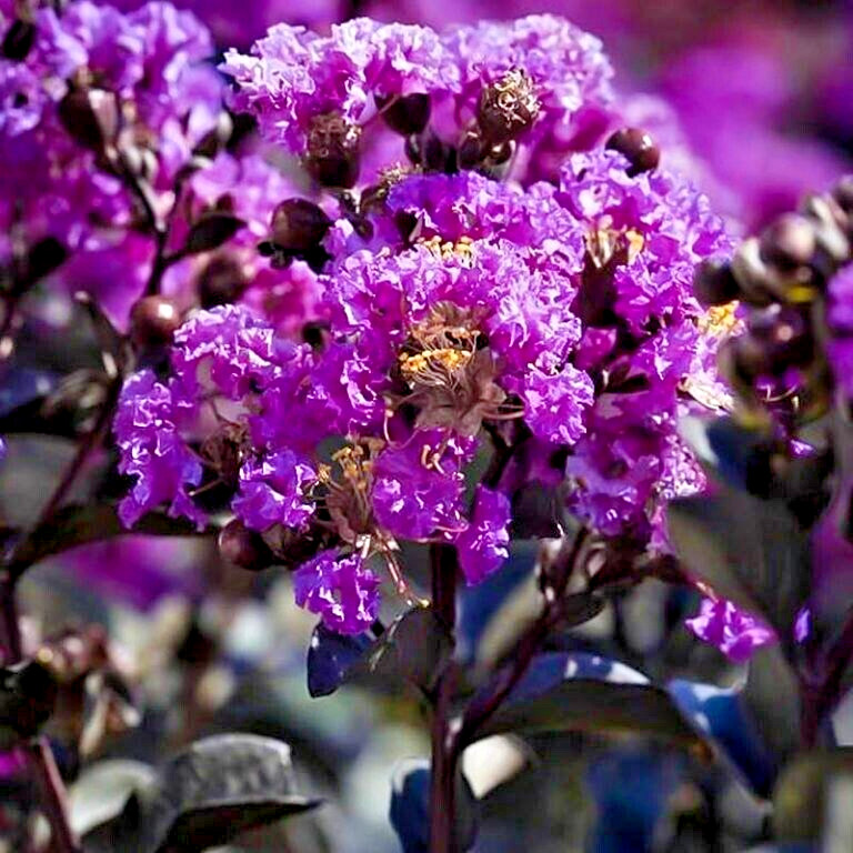 25 PURELY PURPLE CREPE MYRTLE SEEDS – Lagerstroemia x ‘Purely Purple’