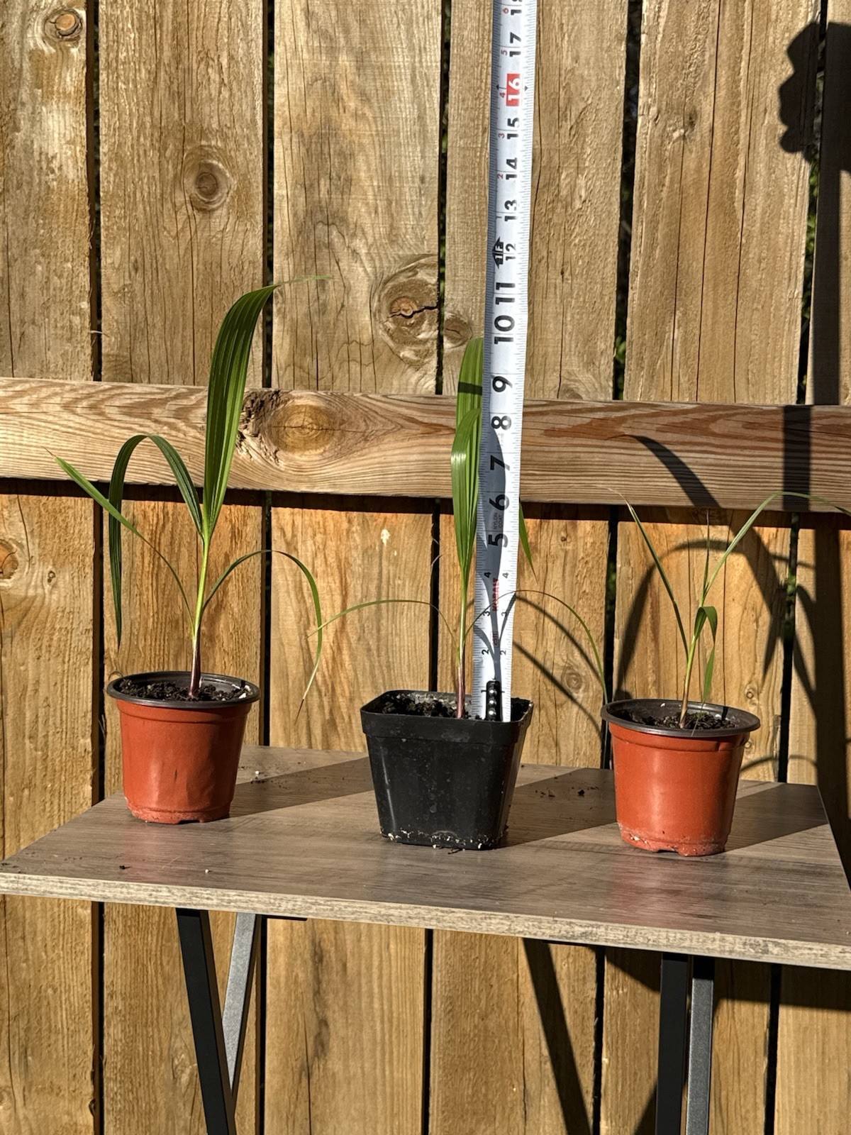 4 Mexican Fan Palm Tree Seedlings 10”+ Washingtonia Robusta