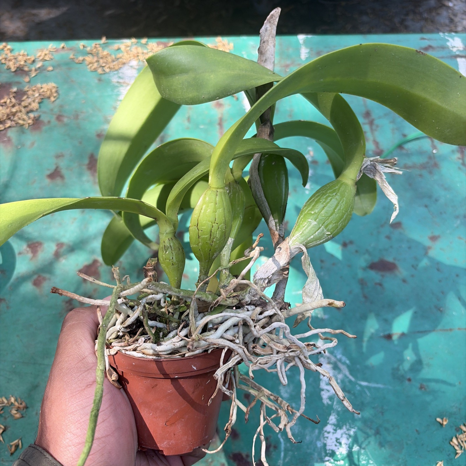 Rth.Carolina Orange D’or X Rlc.Rubescence – Mature Blooming Size Cattleya Orchid