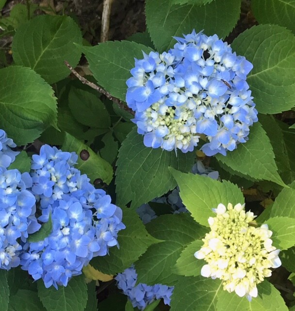 Multi-Color Flowering Bigleaf Hydrangea 30 – 36 inches tall Qty-1 $54.00 each