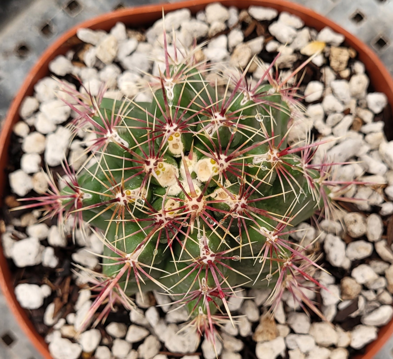 Thelocactus Bicolor Var. Pottsii “Glory Of Texas” 2.75″ Tall – Bare Root