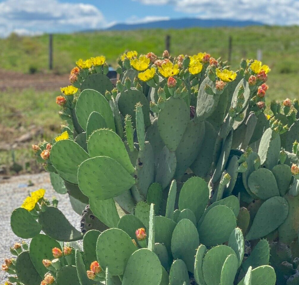 Spineless Prickly Pear Cactus “Cacanapa Ellisiana” (1 PAD) – WINTER HARDY CACTUS