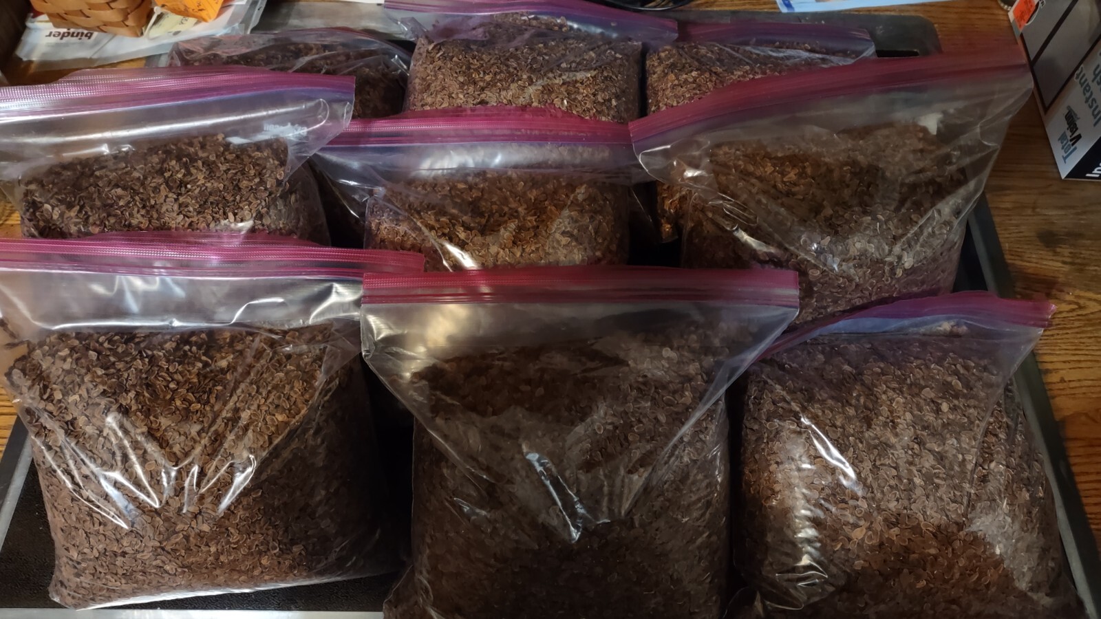 10000 Common Milkweed Seeds (Asclepias syriaca), Organically Grown in PA
