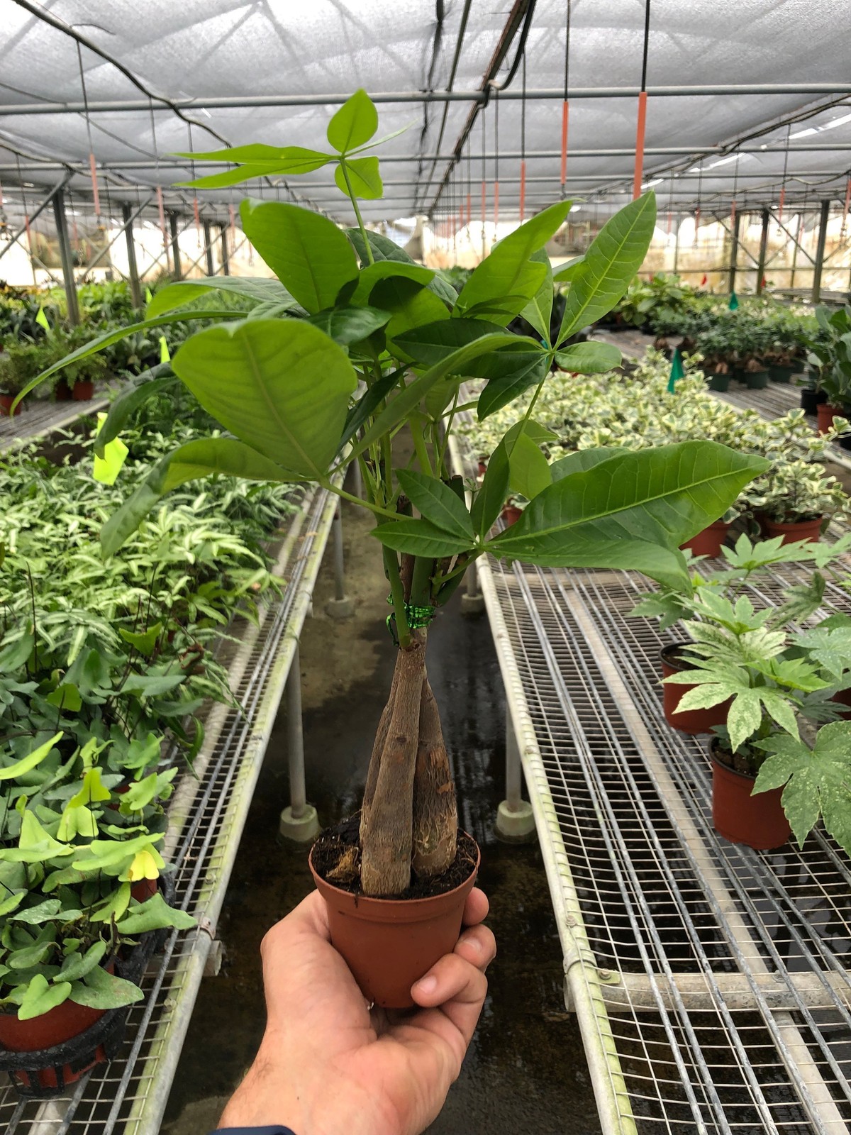 Braided Money Tree Pachira aquatica • Guiana Chestnut • 6″ Pot Good Luck Plant