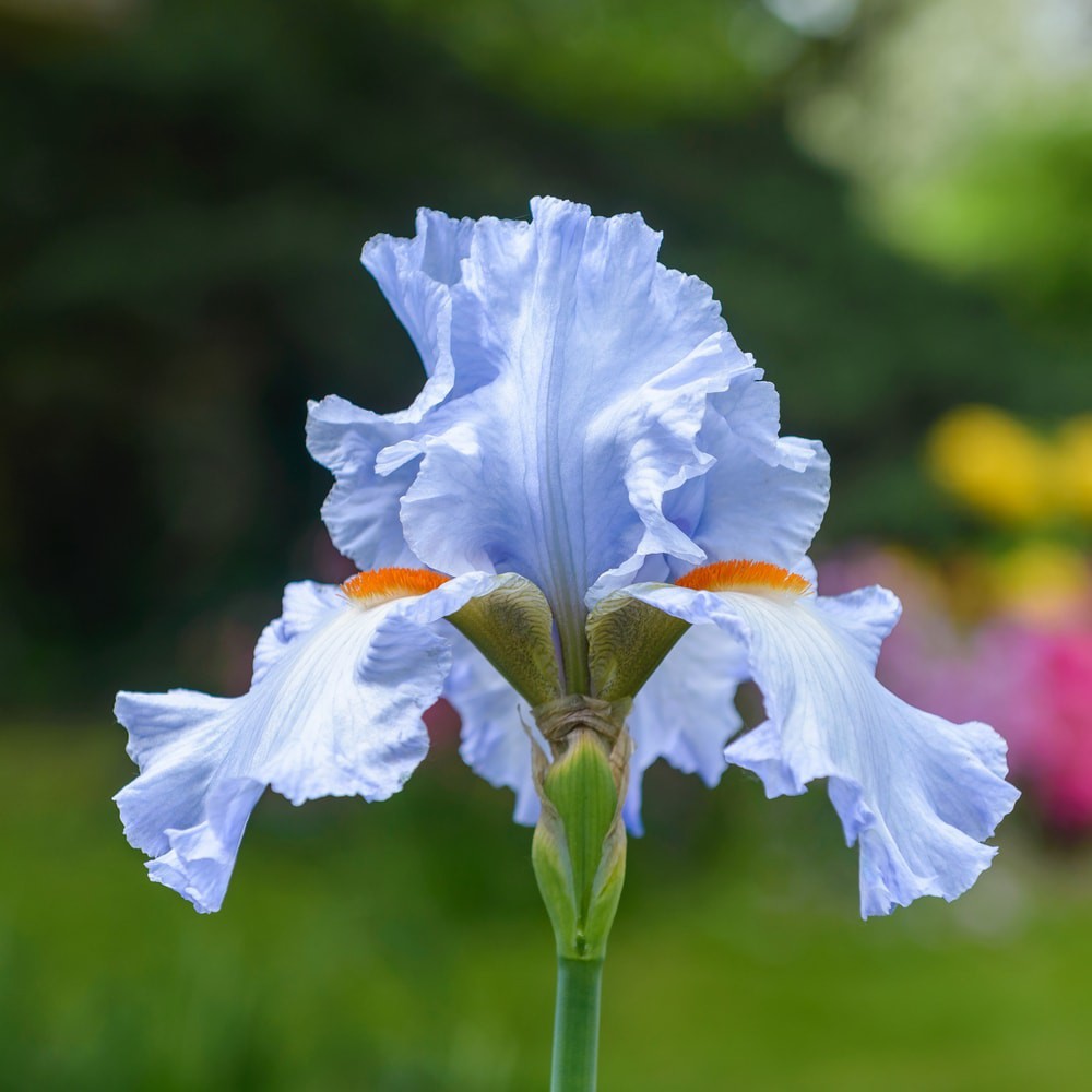 Fresh Mixed Bearded Iris Bulb 5 pk Blue,Germanic Lavender,White,Red Maroon**)
