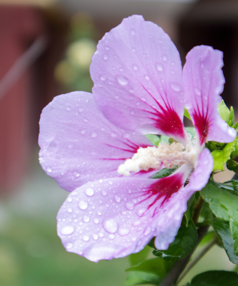10 Hibiscus Syriacus Cuttings Hardy Hibiscus Assorted Colors Unrooted Cuttings