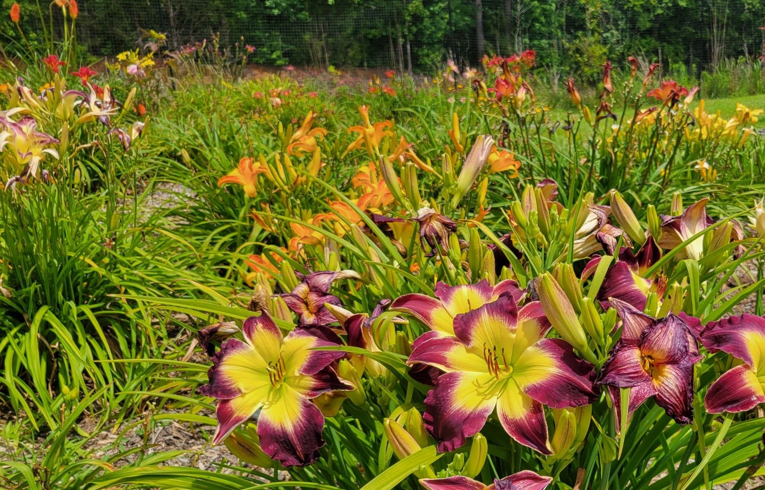 Daylily ‘Laura Harwood’ Vivid Deep Purple 7″ Fragrant Blooms, 23″ Flower Scapes