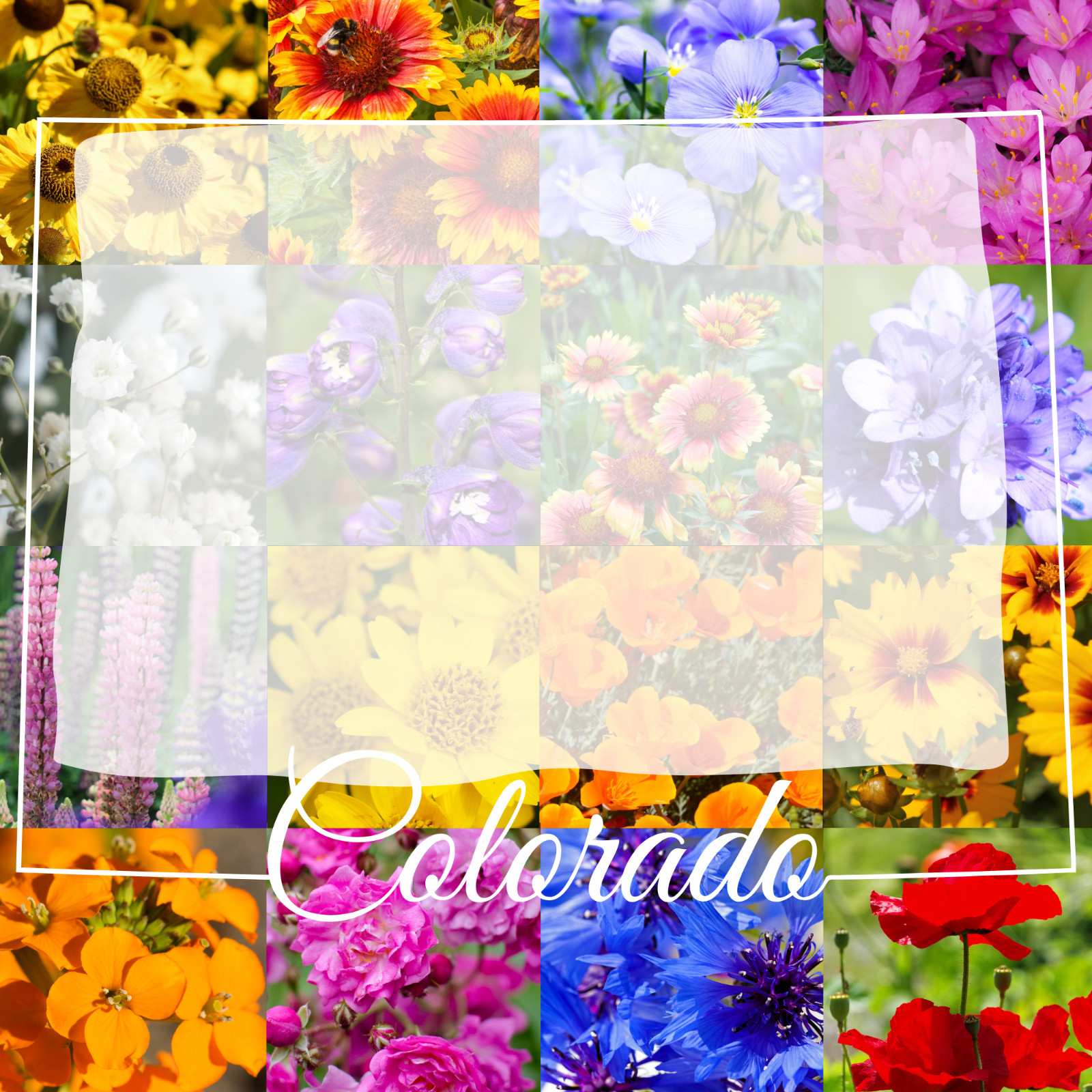 1/4 Pound Colorado Western Bulk Wildflower Seed Mix 1/4lb Covers 800sq-ft