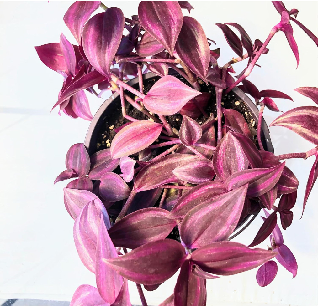 Dark Red Zebrina Wandering Jews Tradescantia 5 Cuttings, in 2″ or 4″ Pot