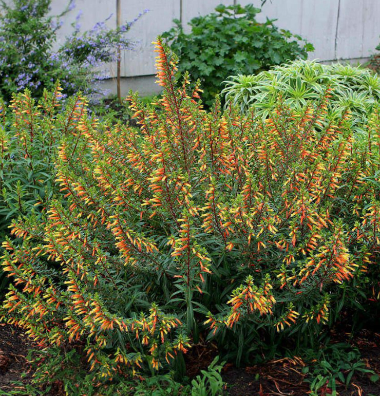 Set of 2 Big Cigar Cuphea Plant – 3-6″ Tall – Tall Orange Yellow Flowering Plant