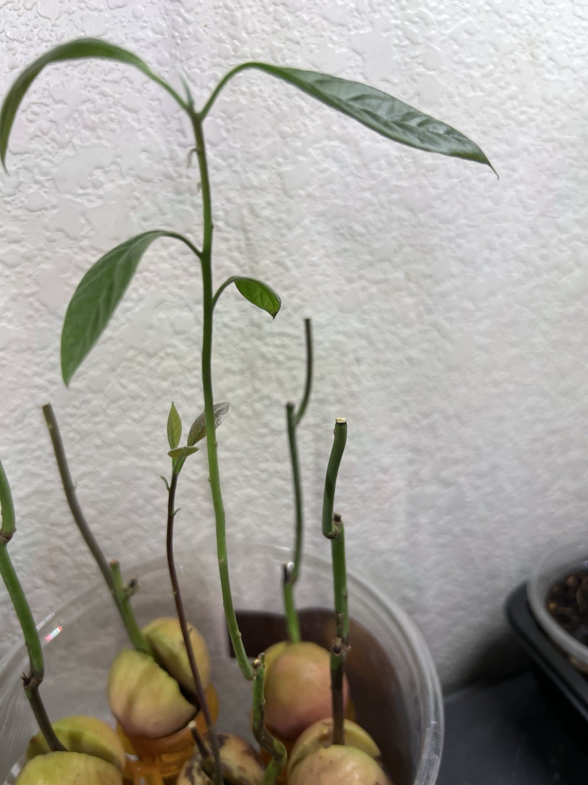 HAss vocado Seedling Plants Evergreen , Full Sun, Fast Grow