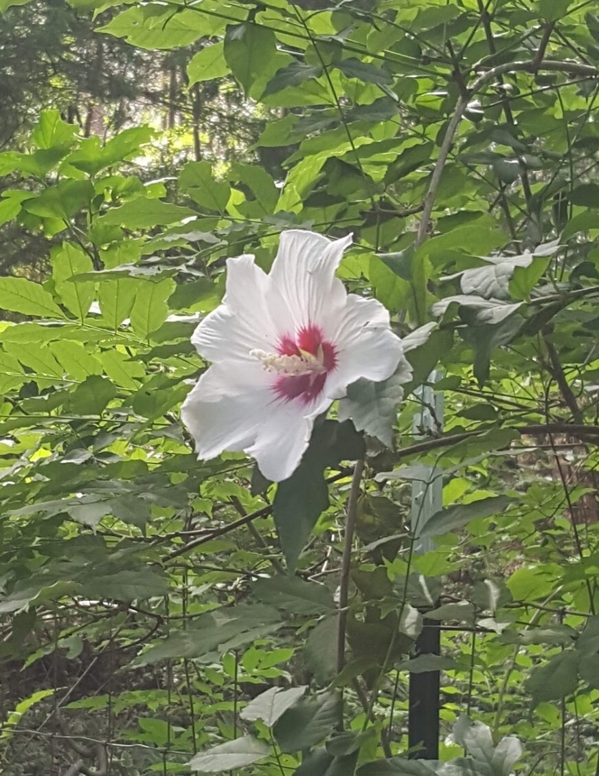 (2) Hardy Hybiscus 10-12 “, Rose of Sharon live plants. Zones 5-9, mixed colors